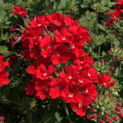 Quentova Scarlet Verbena Flower-SWAT-9R Seed(100 per packet)