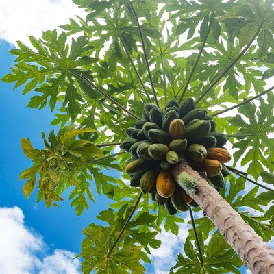 BDSresolve Hybrid papaya seeds for planting/papaya seeds 100 Seed(100 per packet)
