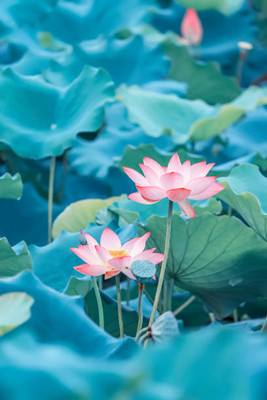 JDM Store lotus,kamal gatta Seed(10 per packet)