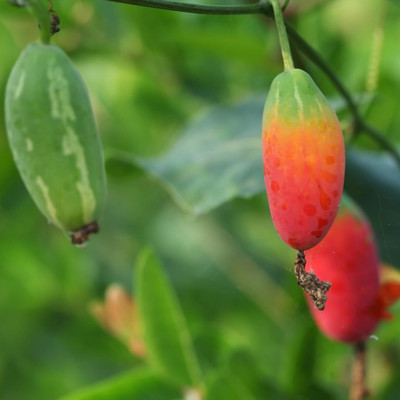 KNESSiN F1 Hybrid Kovakkai Seeds For Kitchen Gardening-(400 Seeds) Seed(400 per packet)
