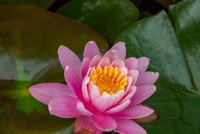 AARADYAPRIYAL lotus,kamal gatta Seed(14 per packet)