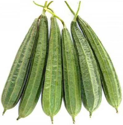 wequality hybrid ridge gourd seeds/Ridge guard seed 9 Seed(9 per packet)