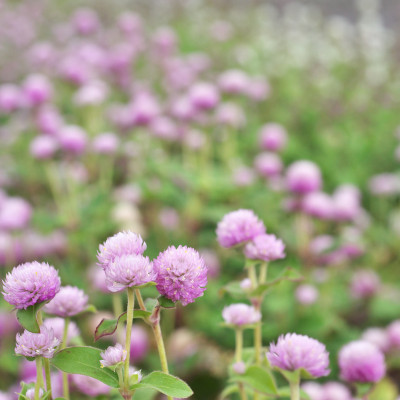 Biosnyg Rose Gomphrena Seeds – Globe Amaranth Seeds for Bright Gardens Seed(50 per packet)