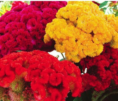 UGRA GIANT COCKSCOMB MIX Seed(20 per packet)