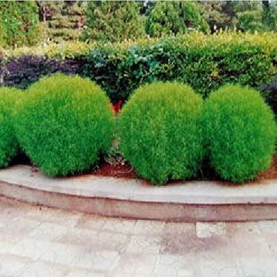 Aywal Kochia Green Color Flower Seeds For Gardening Seed(90 per packet)
