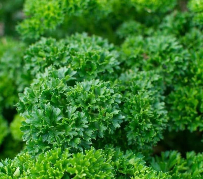 SOWCAN Herb Rare Seed Green Leaf Parsley Paramount Organically Seed(200 per packet)