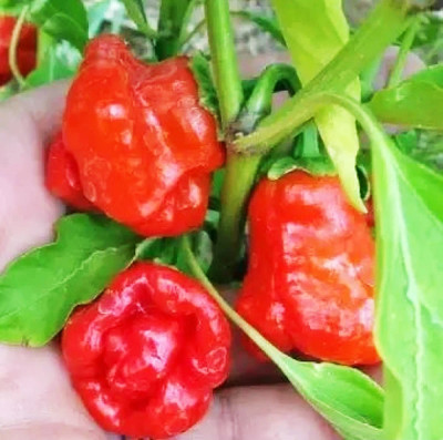 SREE Hybrid chilli,Hybrid mirchi,bullet mirchi, Seed(180 per packet)