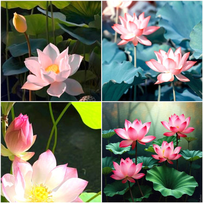 Arshiayat bowl lotus seeds flower Seed(19 per packet)