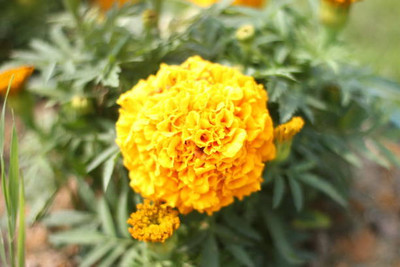 Fedrigoni marigold/gende ka phool flower seeds Seed(50 per packet)