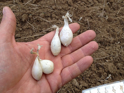 VibeX ® VMR-379 Onion White Seeds Seed(1000 per packet)