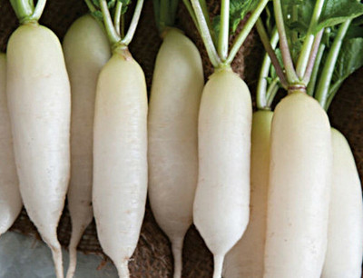 CYBEXIS Pusa Desi Radish2400 Seeds Seed(2400 per packet)