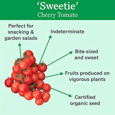 Quentova Red Cherry Tomato 2.5gm Seeds Seed(1000 per packet)