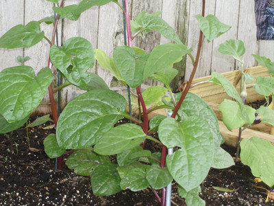 VibeX ® XLR-251 Red Malabar Spinach Seeds Seed(500 per packet)