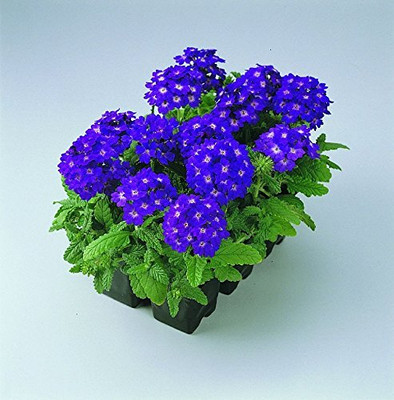 Aywal Verbena Mix Seed(90 per packet)