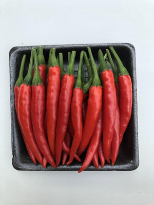 Farmonix Thai Premium Red Chilli Seed(1200 per packet)