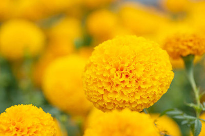 SIDDHI VINAYAK GALLERY marigold,gende ka phool seeds Seed(20 per packet)