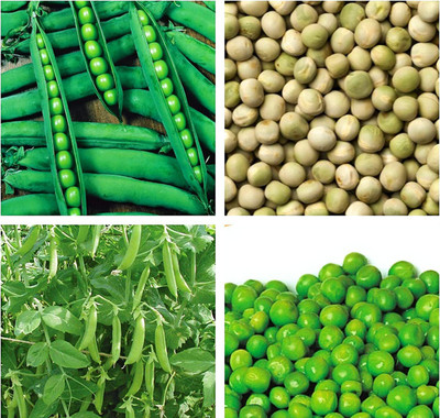 CYBEXIS Pea Seeds 'Kelvedon Wonder' Variety to Plant Yourself 800 Seeds Seed(800 per packet)