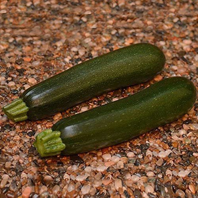 VibeX ® LXI-423 Summer Zucchini Squash Respect F2 Seed(100 per packet)
