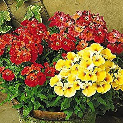 Aywal Hybrid Nemesia Imported Flower Seed(10 per packet)