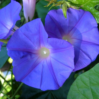 ZIXA Blue Dawn Flower (Ipomoea acuminata) Seed(20 per packet)