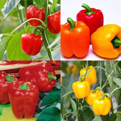 ibains Shimla mirch big pack seed shimla mirchi 82 Seed(82 per packet)