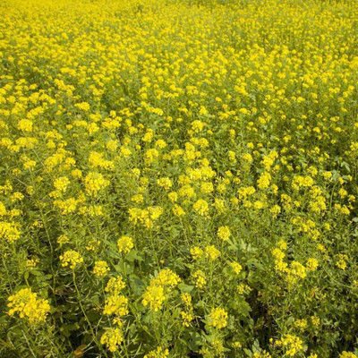 CYBEXIS TLX-7 - White Mustard - (750 Seeds) Seed(750 per packet)