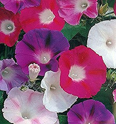 ACCELCROP Morning Glory Seed(50 per packet)