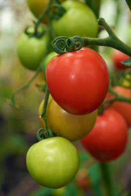 NATURE YARD tomato Seed(130 per packet)