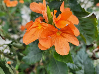 Unimart kanakambaram-firecracker-crossandra Seed(21 per packet)