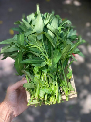 BDSresolve F1 Water Spinach Seeds pack of 1330 Seed(1330 per packet)