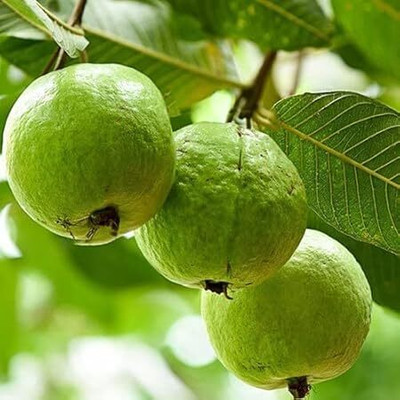 isarkars ™️Hybrid Guava (Amrood) Fruit Seed(10 per packet)