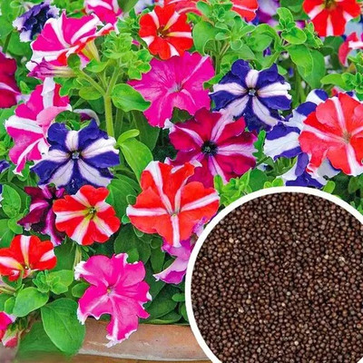 Crapulous Petunia Double Mix Flower Seeds for Home Garden Seed(150 per packet)