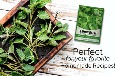 Qualtivate PUA-4A Lemon Balm Seeds(Melissa Officinalis) Seed(200 per packet)