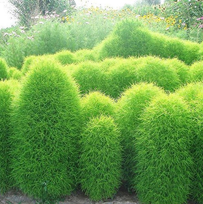 Epazo Kochia Seed(70 per packet)