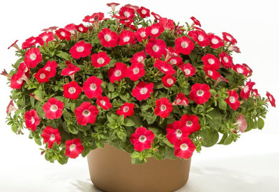 WILLVINE XLL-352 Red Petunia White Star Hanging Basket Seeds Seed(50 per packet)