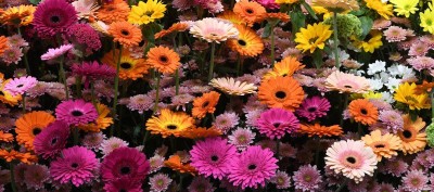 Audhav Gerbera Multicolor F1 Hybrid Flower Seeds Pack of 10 Seed(10 per packet)