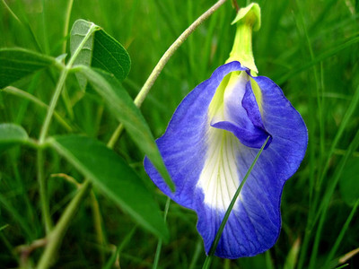 CHILLATAI Clitoria ternatae Seeds/Aparajita Flower Seeds/Butterfly Seed - Pack of 10 Seeds Seed(10 per packet)