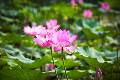 Vietrian lotus,kamal gatta Seed(15 per packet)