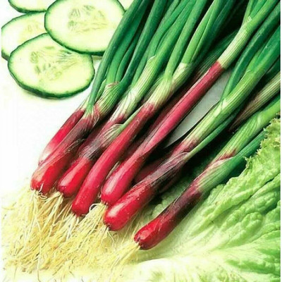KNESSiN High Yield Welsh Bunching Onion Vegetable Seeds For Planting-(300 Seeds) Seed(300 per packet)