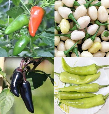 ibains Thai chilli seed bij 70 Seed(70 per packet)