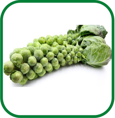 WILLVINE GBPUT -XI Brussels Sprouts Seeds for Planting [2.5g] Seed(750 per packet)