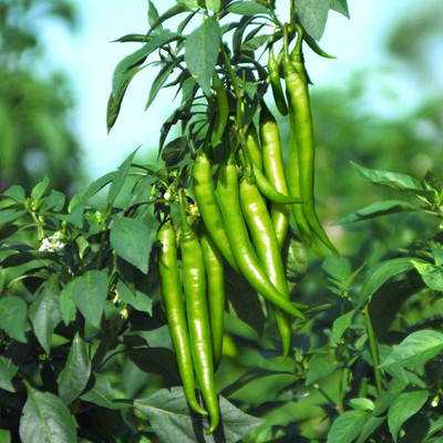 EcoFusion green chilli seeds Seed(23 per packet)