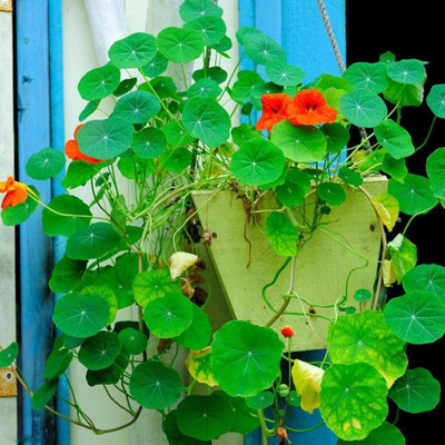 CYBEXIS Seeds Nasturtium Seeds Tropaeolum majus Rare Perennial Flower Seed(50 per packet)