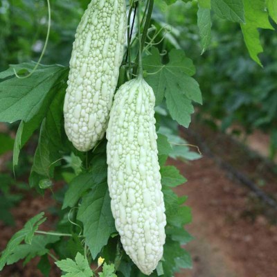 TRICONE Bitter Gourd Seed(100 per packet)