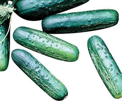 WILLVINE XL-632 Cucumber Seeds - Eureka Variety Seed(200 per packet)