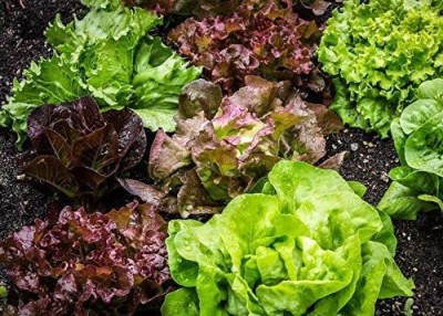 CYBEXIS HUA-65 - Mixed Greens Lettuce (Mesclun Mix) - (150 Seeds) Seed(150 per packet)