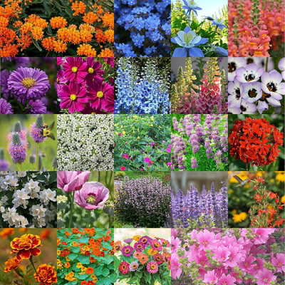 ACMS 23 TYPE Non-GMO Heirloom Wildflower Seeds Perennial Bulk - Garden Plant Seed(1500 per packet)