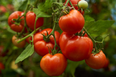 Spocco tomato Seed(90 per packet)