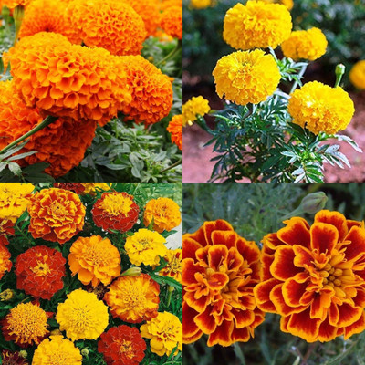ibains Marigold seeds for planting 50 Seed(50 per packet)