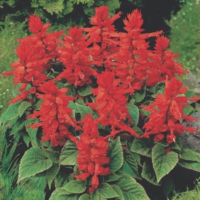 CYBEXIS Salvia Seeds For Home and Gardening winter (200 Seeds) Seed(200 per packet)